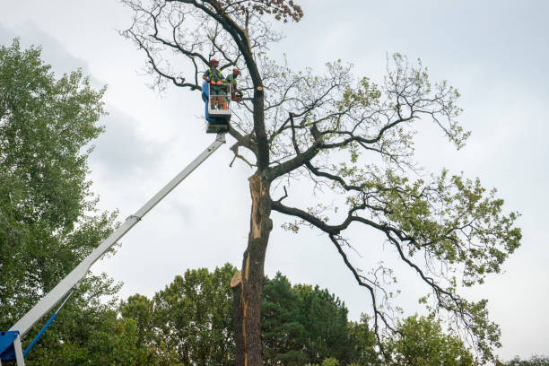 How Our Tree Care Process Works  in  Perkasie, PA